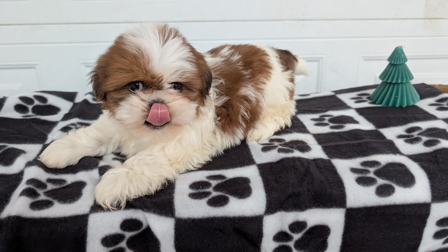 SHIH TZU (NOV 15) MALES