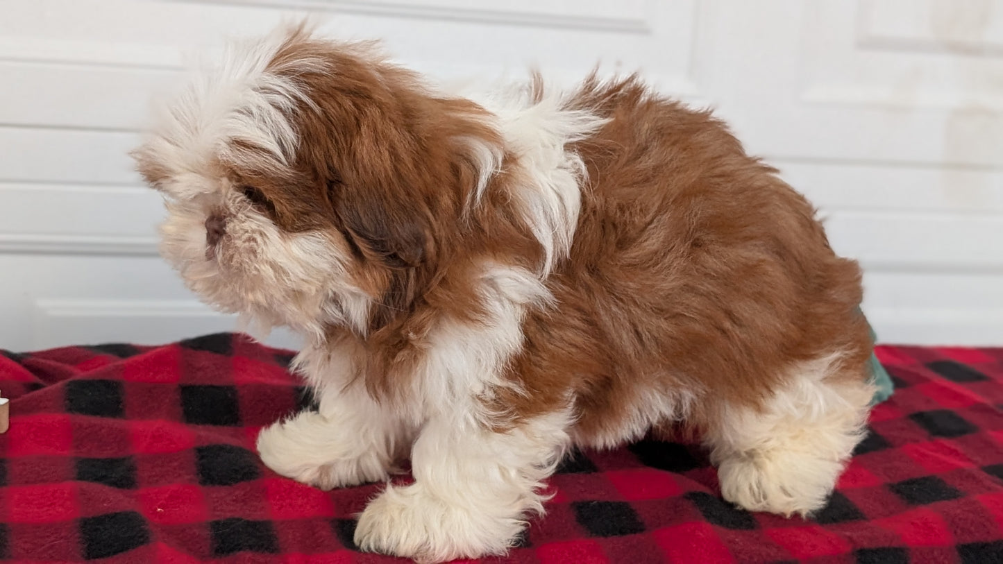 SHIH TZU (OCT 28) MALES