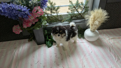 POMERANIAN (11/01) FEMALE