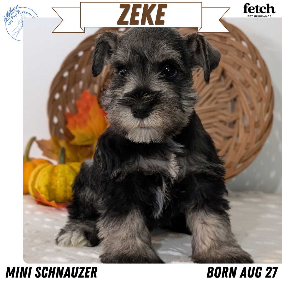 MINI SCHNAUZER (AUG 27) 4 FEMALES/1 MALE