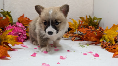 CORGI (09/17) MALE