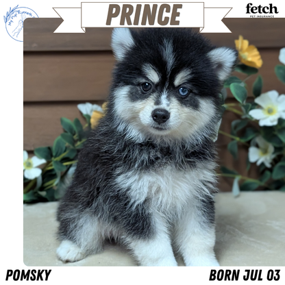 POMSKY (JUL 03) 1 MALE/3 FEMALES