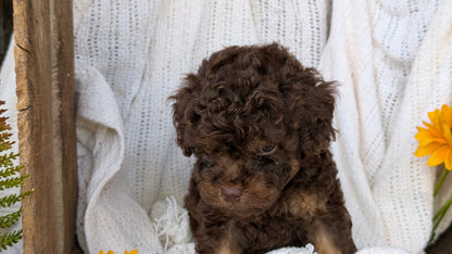 COCKAPOO (06/02) MALE