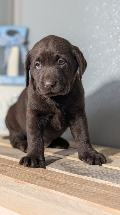 LABRADOR RETRIEVER (JAN 18) FEMALES