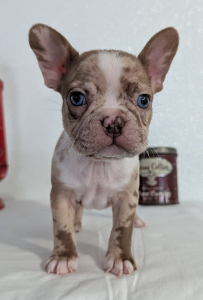 FRENCHTON (NOV 15) MALES
