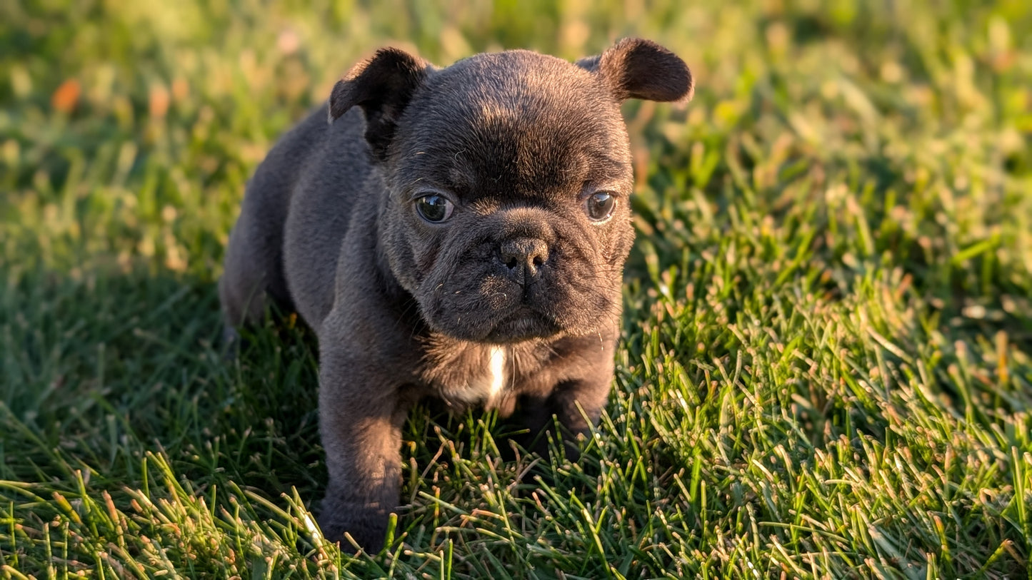 FRENCH BULLDOG (OCT 08) FEMALES