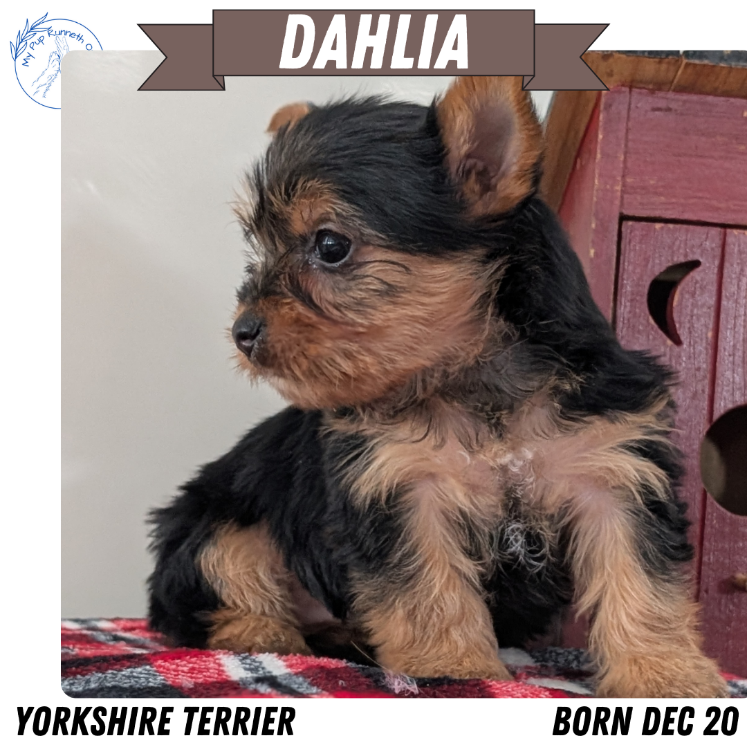 YORKSHIRE TERRIER (DEC 20) FEMALES