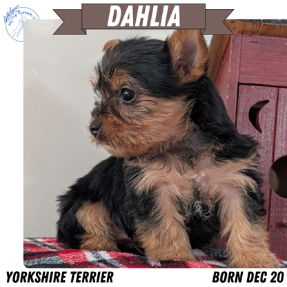 YORKSHIRE TERRIER (DEC 20) FEMALES