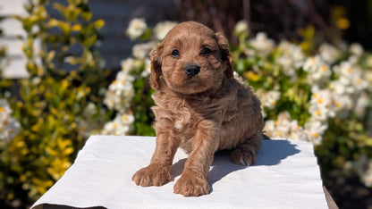 CAVAPOO (AUG 20) 2 MALES/1 FEMALE