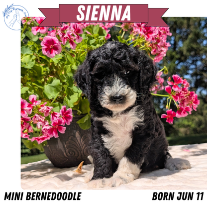 MINI BERNEDOODLE (06/11) FEMALE