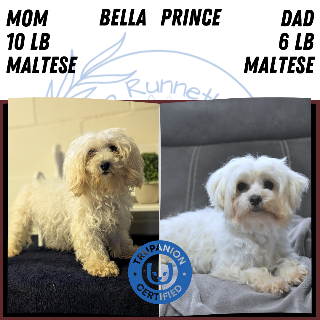 MALTESE (NOV 15) MALES