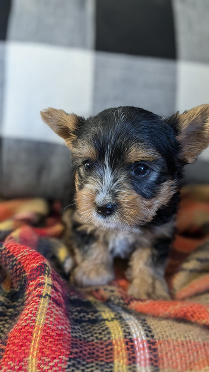 YORKSHIRE TERRIER (09/28) MALE