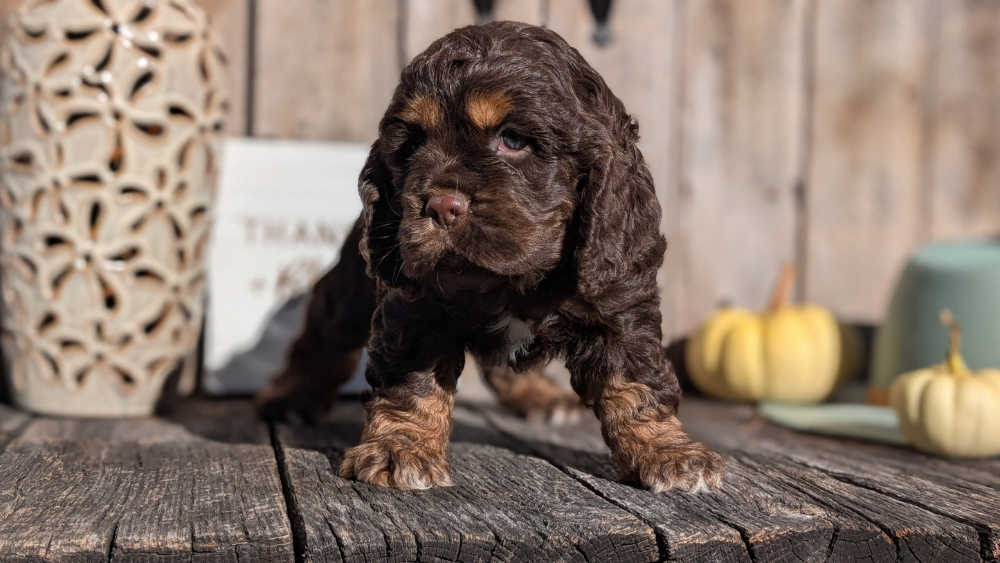 COCKER SPANIEL (09/21) MALE
