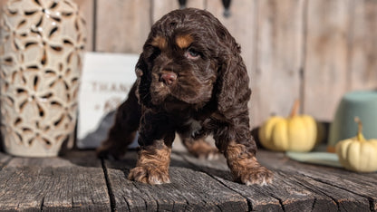 COCKER SPANIEL (09/21) MALE