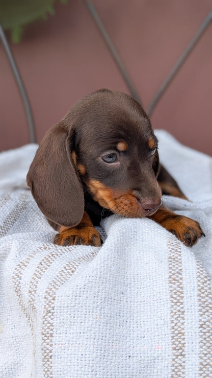 MINI DACHSHUND (MAY 26) MALE