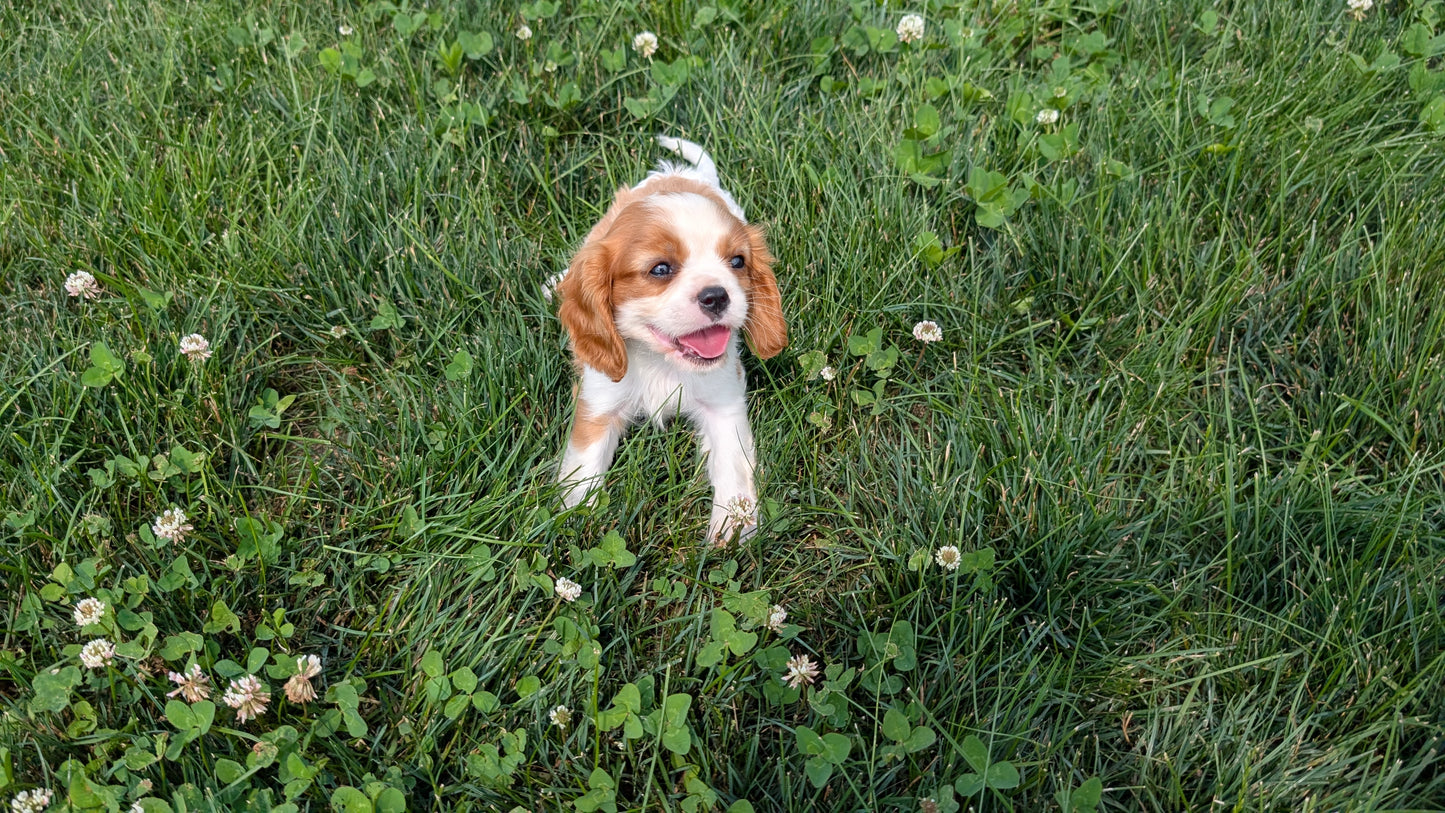 CAVALIER (05/19) MALE