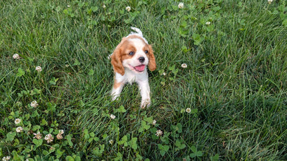 CAVALIER (05/19) MALE