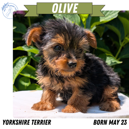 YORKSHIRE TERRIER (05/23) FEMALE