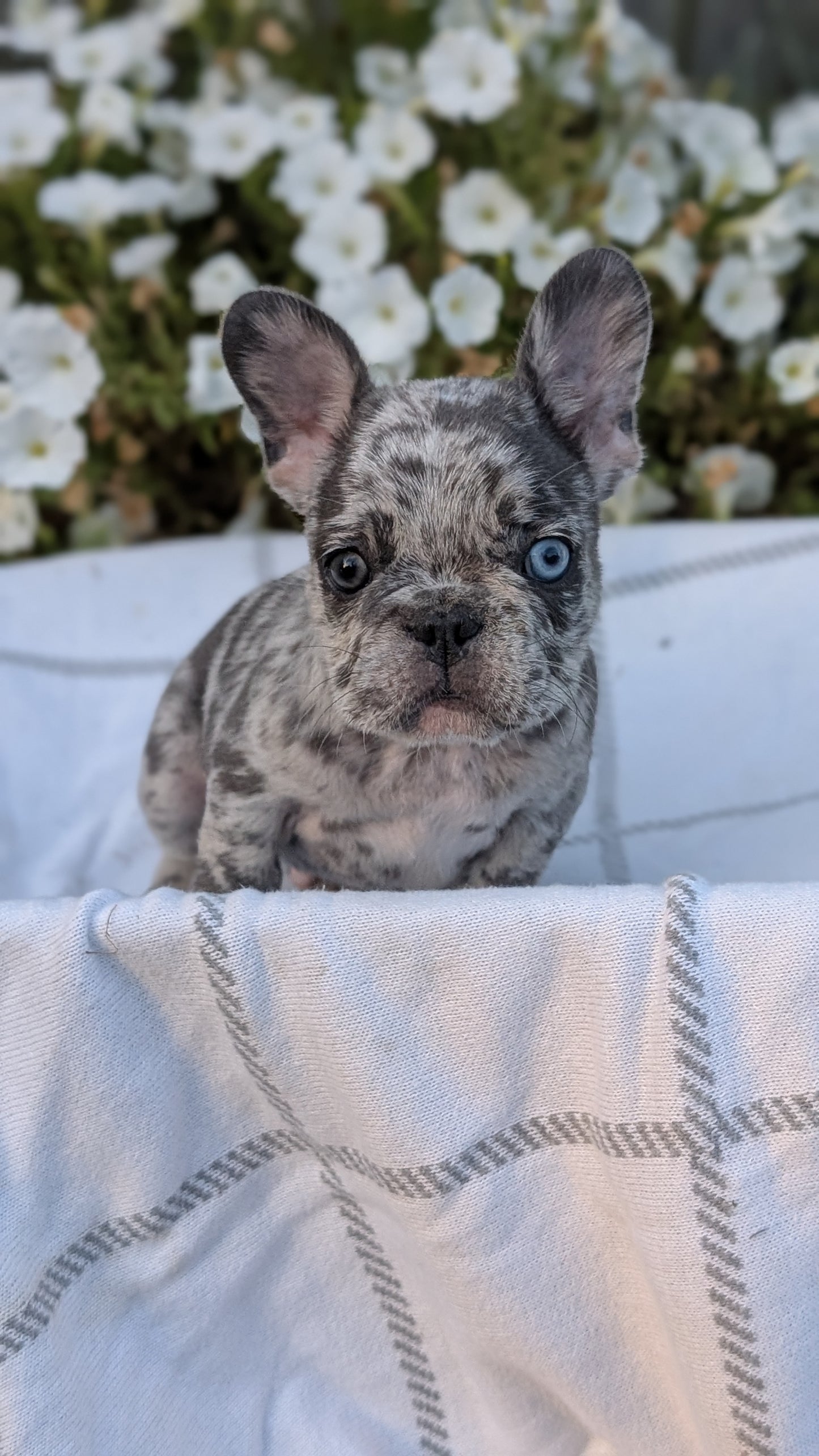 FRENCH BULLDOG (07/15) MALE