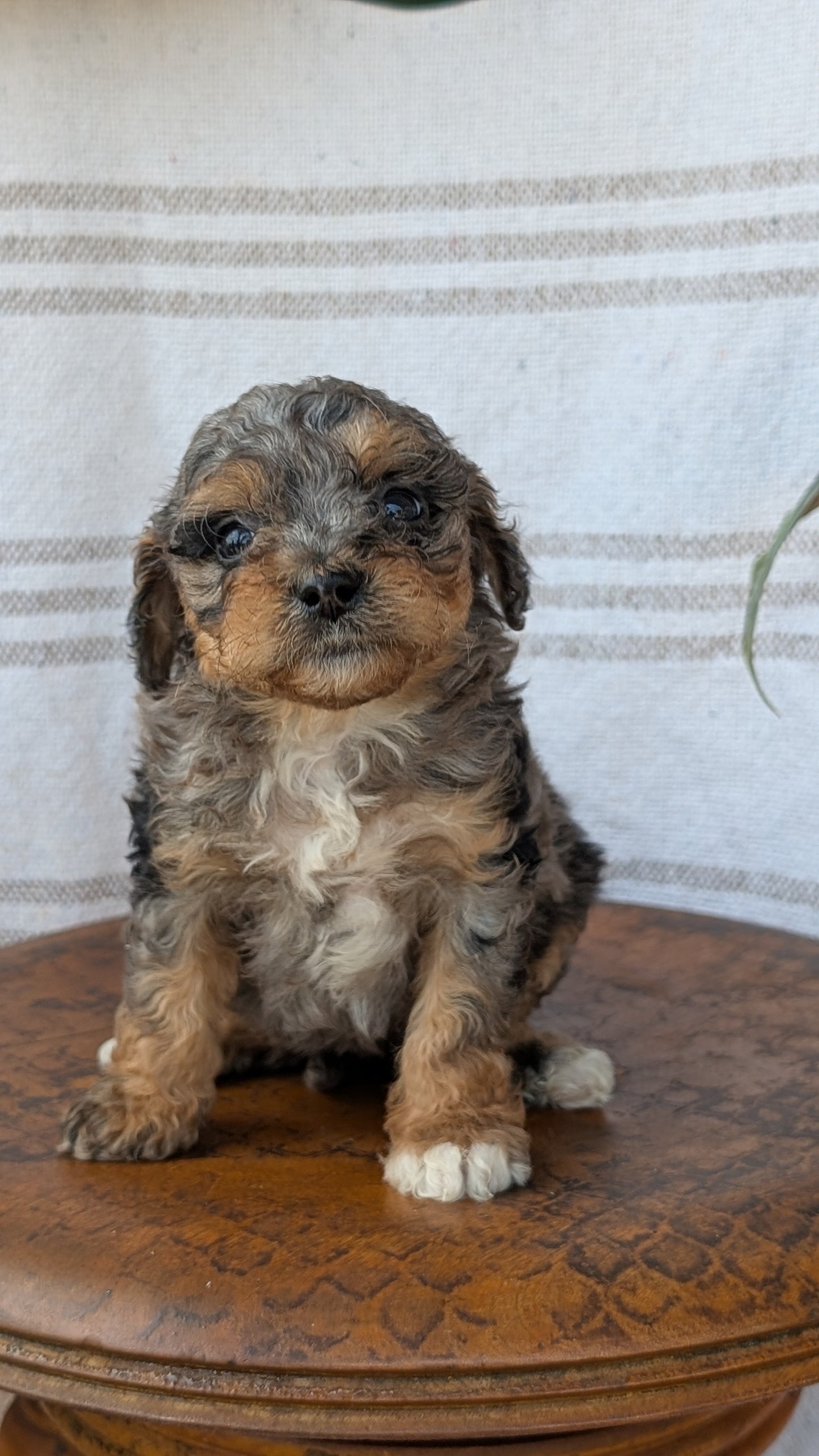 CAVAPOO (MAY 23) FEMALES