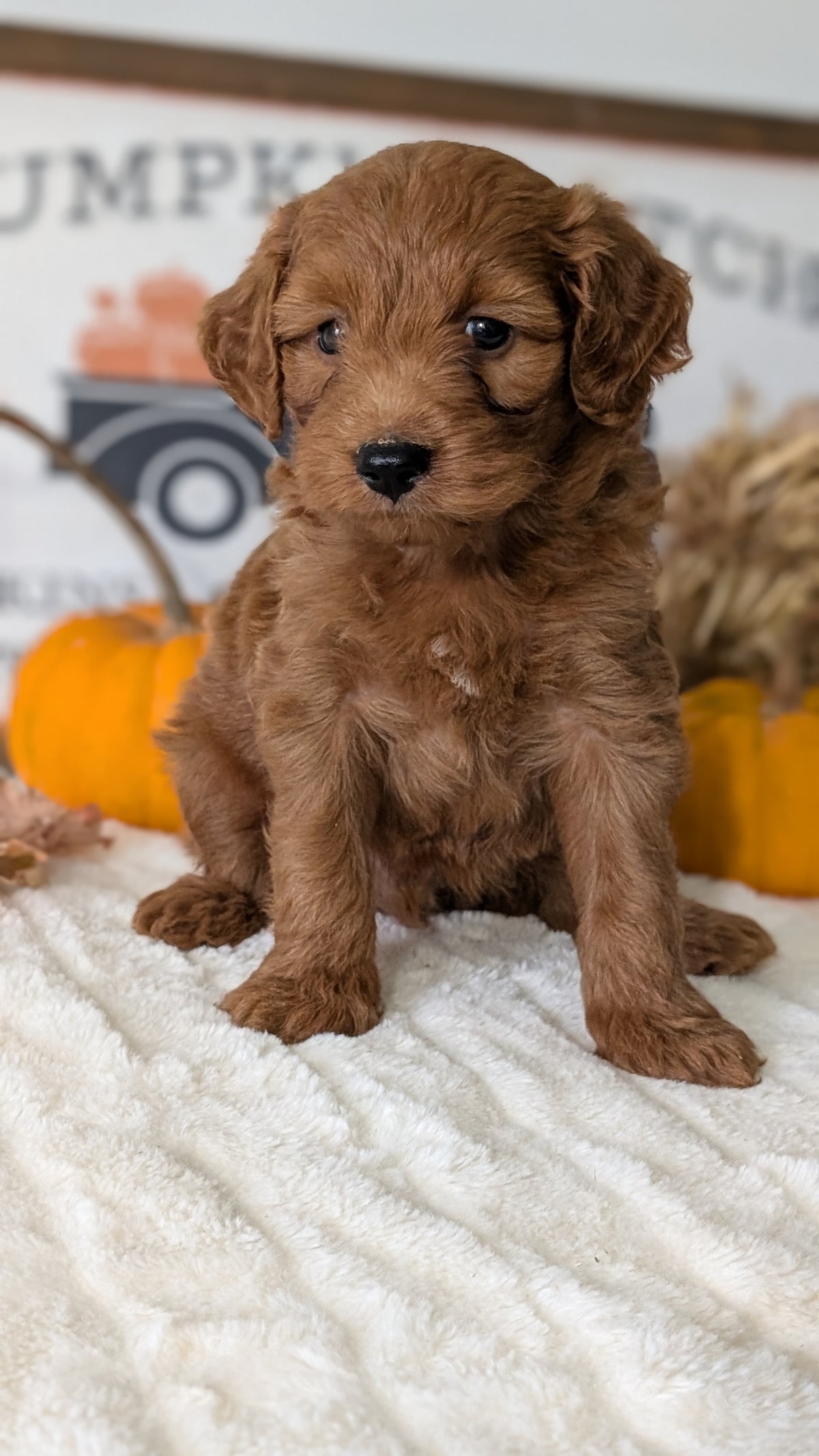 MINI GOLDENDOODLE (AUG 13) 6 MALES/3 FEMALES