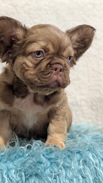 FRENCH BULLDOG (JUN 06) FEMALES