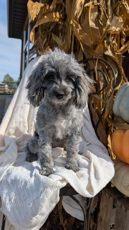 COCKAPOO (05/02) FEMALE