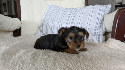 YORKSHIRE TERRIER (02/25) FEMALE