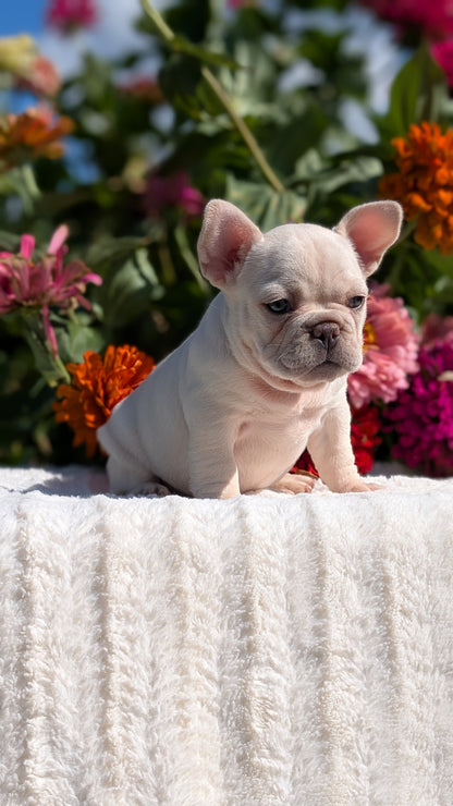 FRENCH BULLDOG (07/08) FEMALE