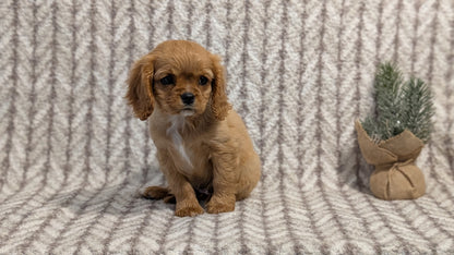 CAVALIER (FEB 24) FEMALE
