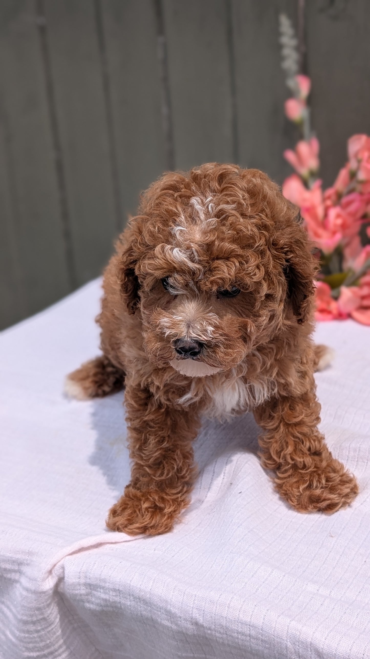 MINI POODLE (JUN 05) FEMALE