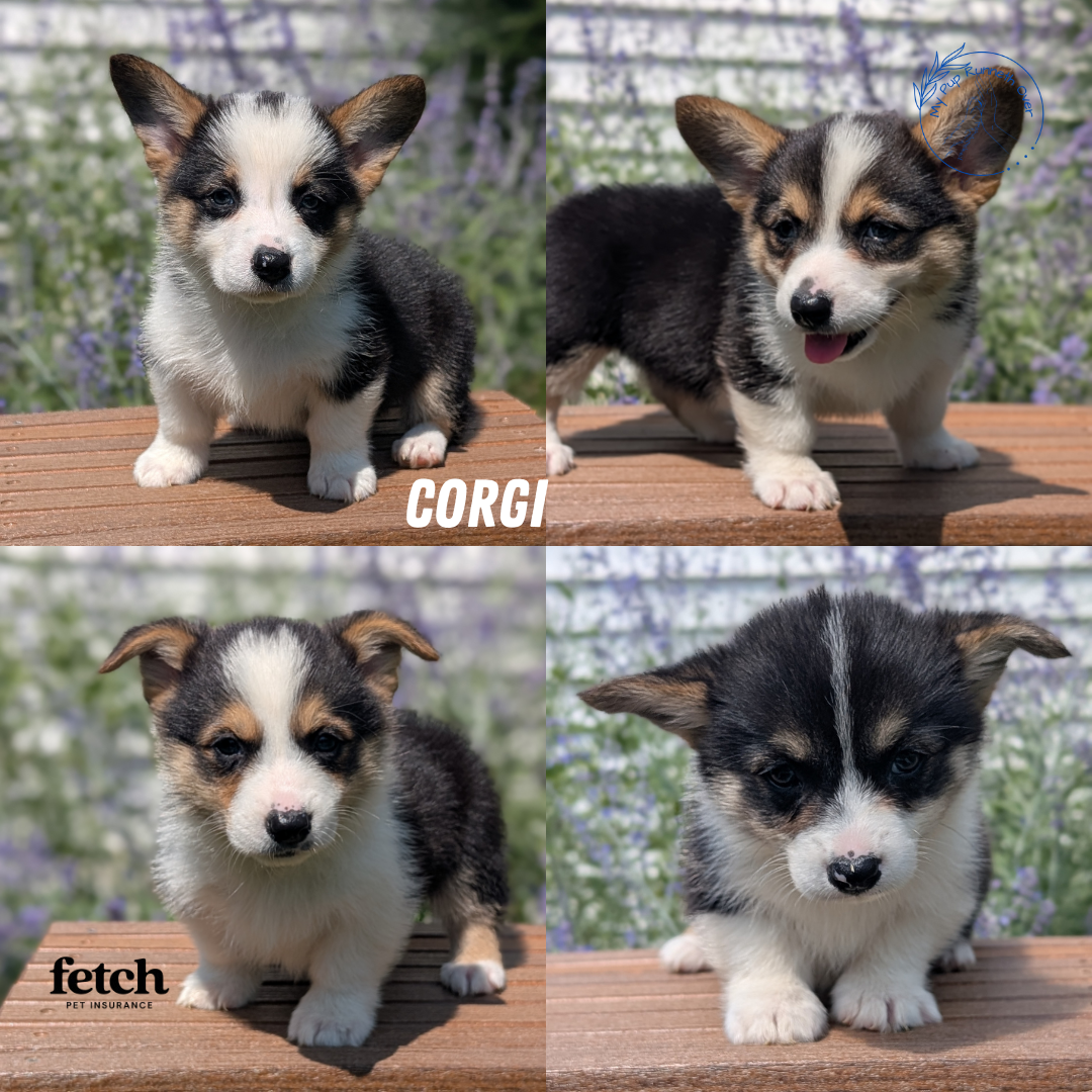 CORGI (JUN 08) MALES