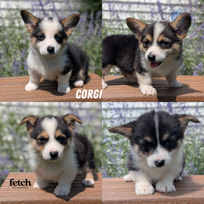 CORGI (JUN 08) MALES