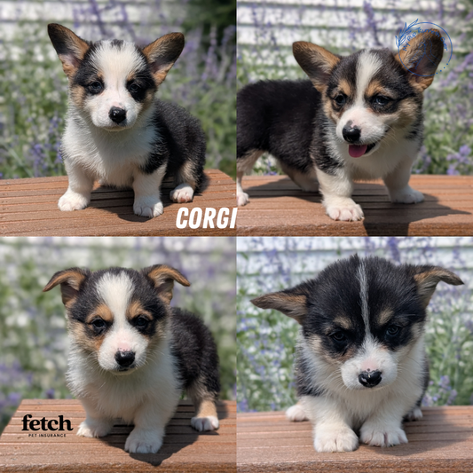 CORGI (JUN 08) FEMALES