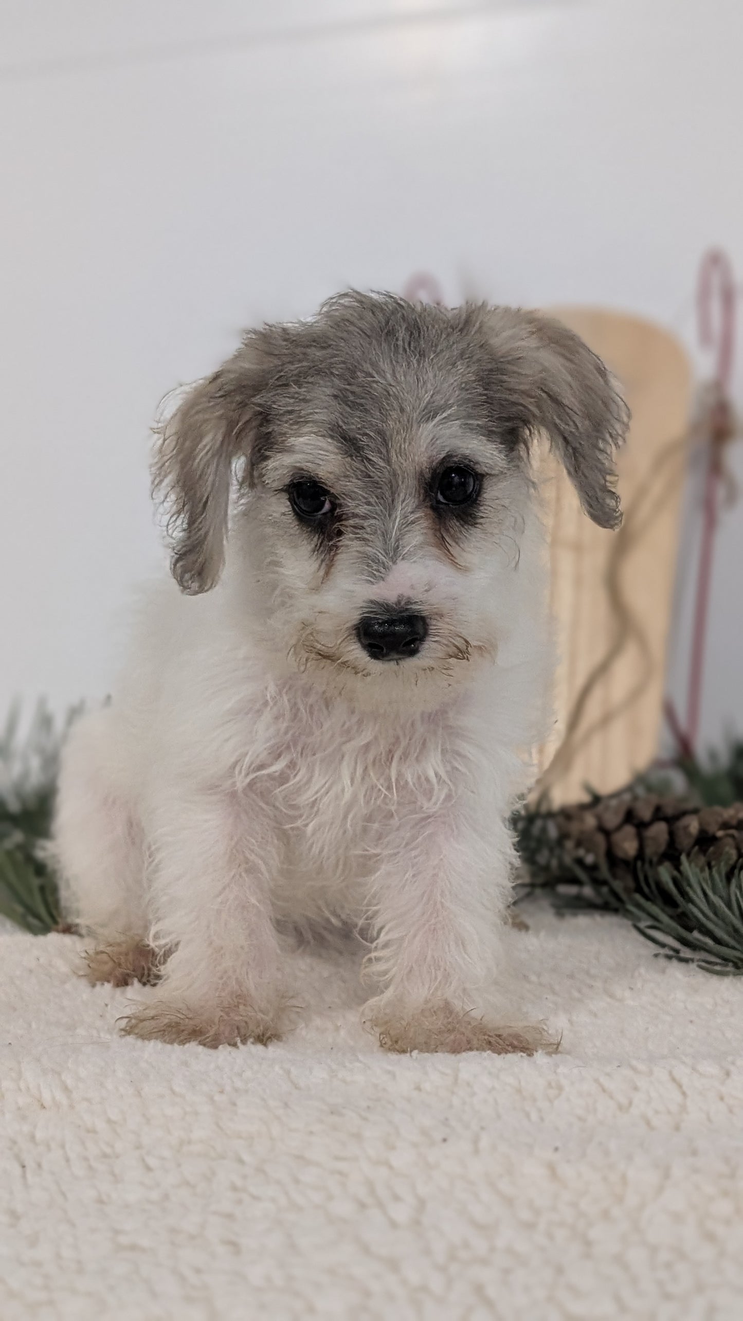 SCHNOODLE (09/20) FEMALE