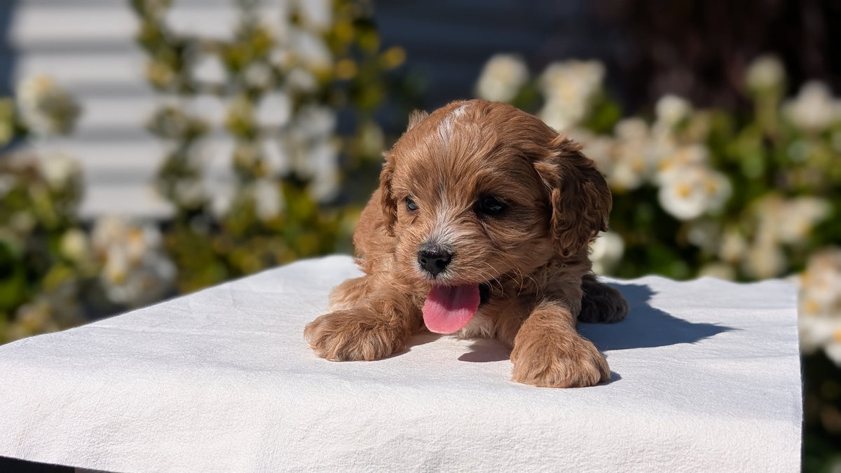 CAVAPOO (AUG 20) 2 MALES/1 FEMALE