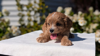 CAVAPOO (AUG 20) 2 MALES/1 FEMALE