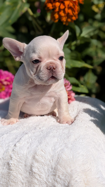 FRENCH BULLDOG (07/08) MALE