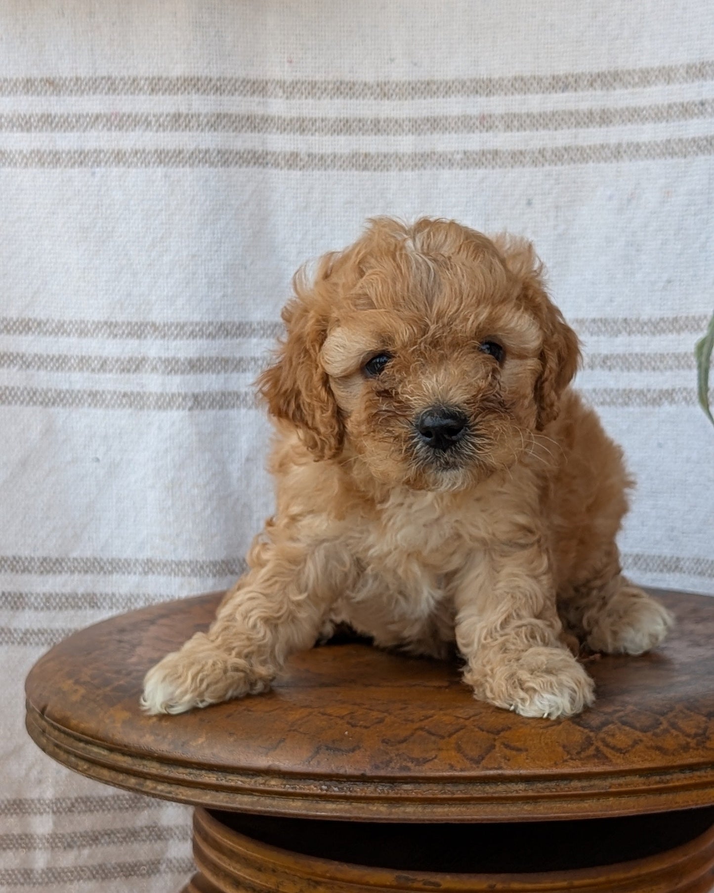 CAVAPOO (MAY 23) FEMALES