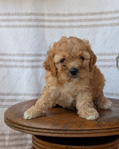 CAVAPOO (MAY 23) FEMALES