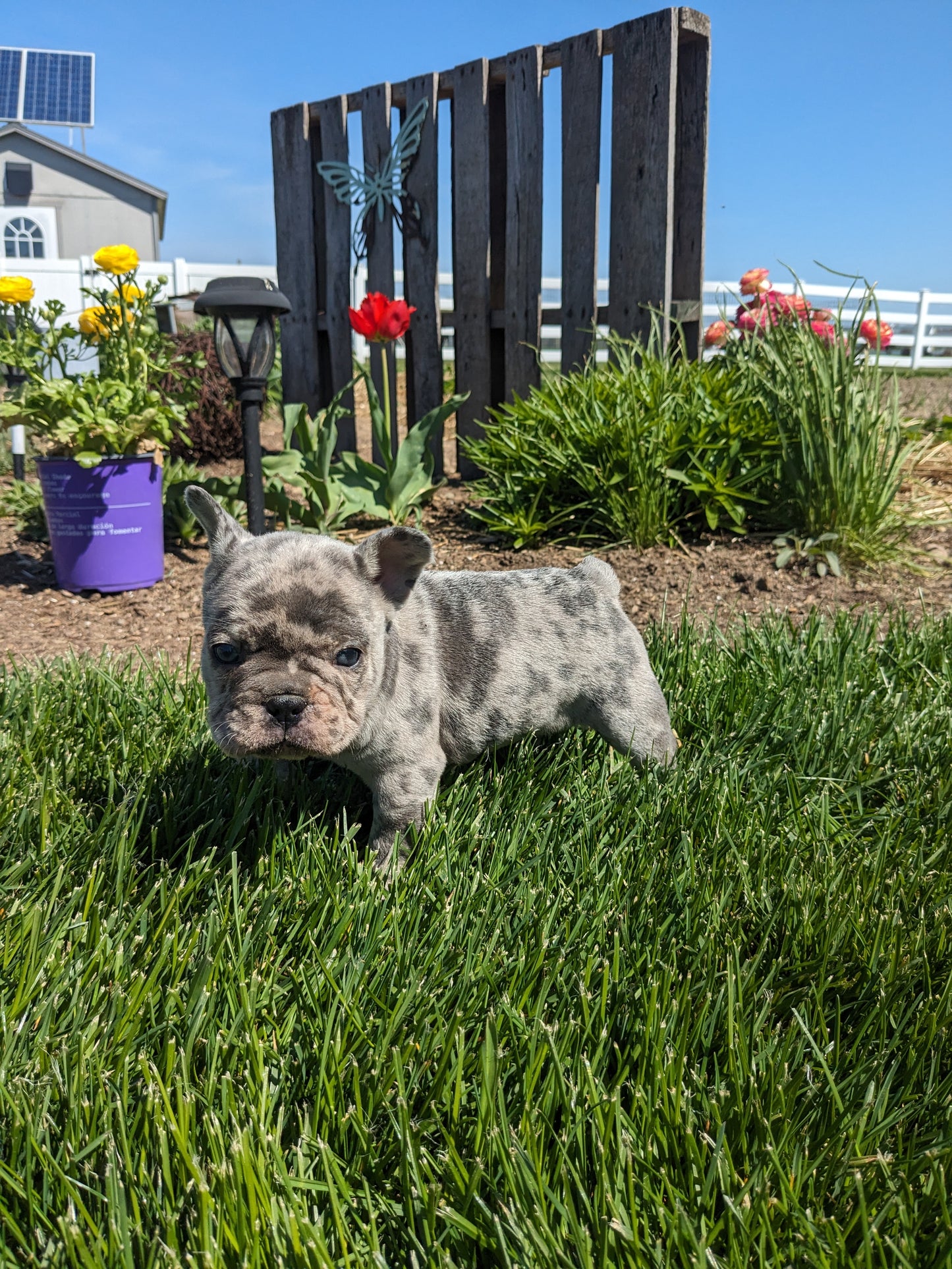 FRENCH BULLDOG (03/15) MALE