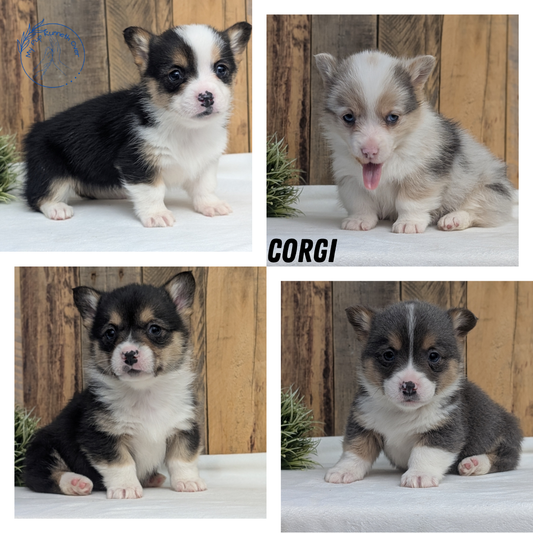 CORGI (JAN 09) FEMALE