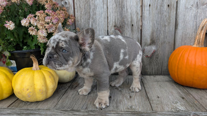 FRENCH BULLDOG (09/09) MALE