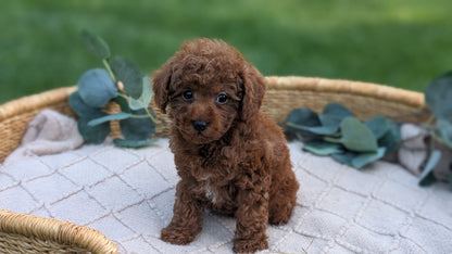 MINI POODLE (MAY 20) MALES