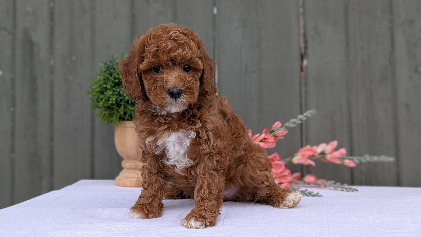 MINI POODLE (MAY 08) FEMALE