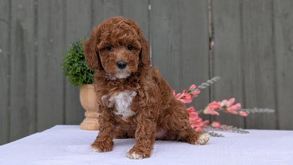 MINI POODLE (MAY 08) FEMALE