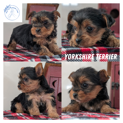 YORKSHIRE TERRIER (DEC 20) FEMALES