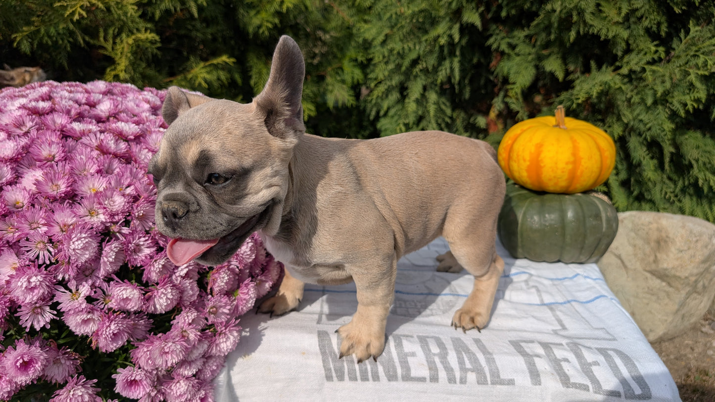 FRENCH BULLDOG (07/03) FEMALE