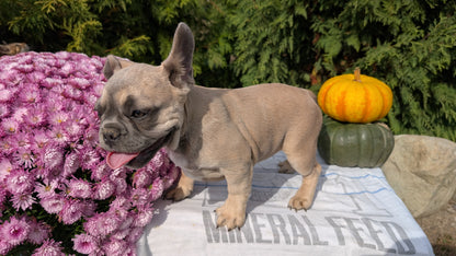 FRENCH BULLDOG (07/03) FEMALE