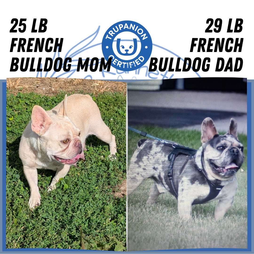 FRENCH BULLDOG (07/08) MALE